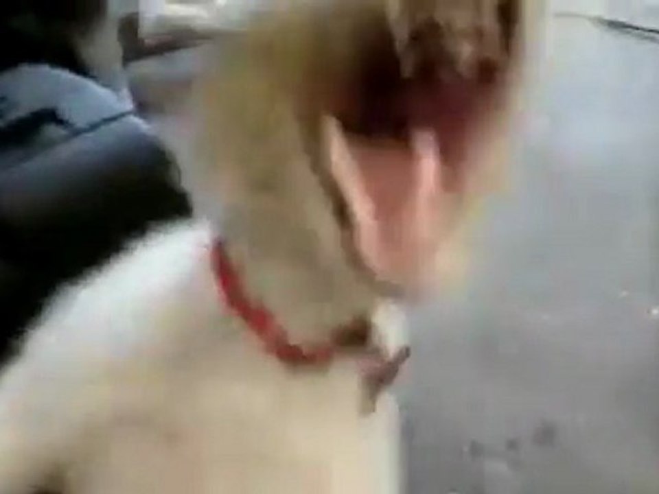 Death Metal Dog [Buzz Fun]