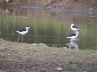 Cell Phone Radiation Possibly Tied to Decline of Birds in So