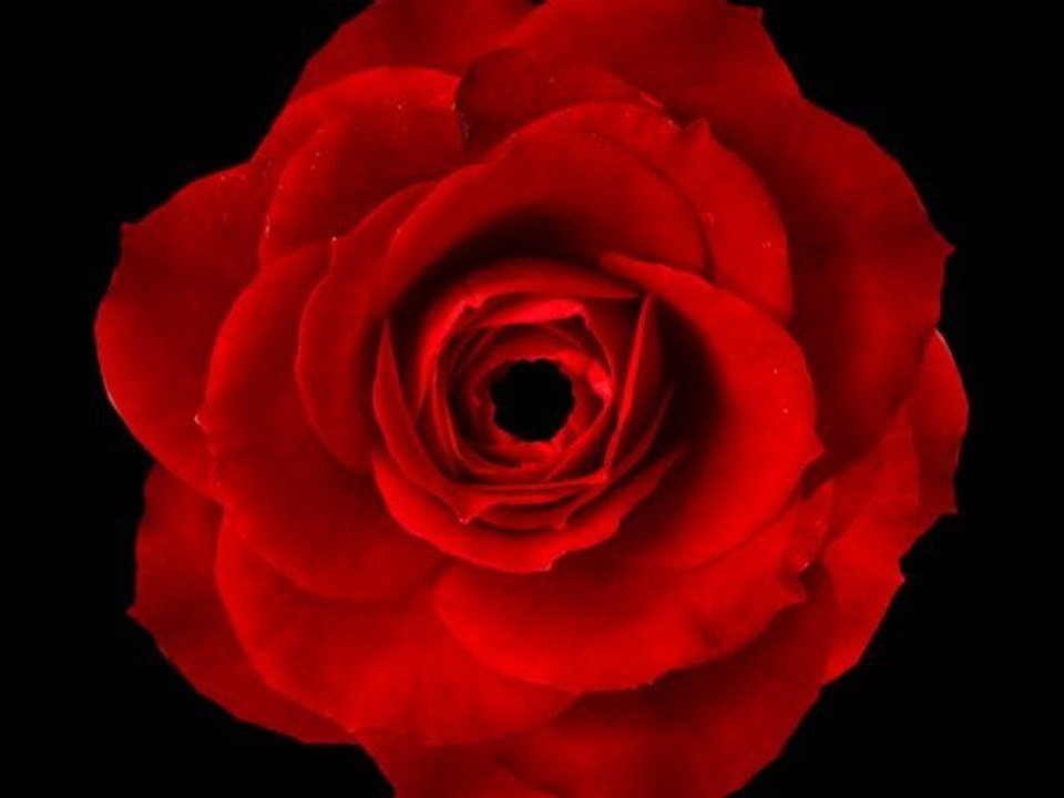 trailer red