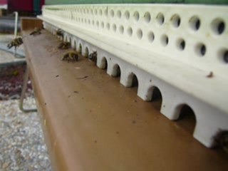 Planche d'envol - 15 mars 2011