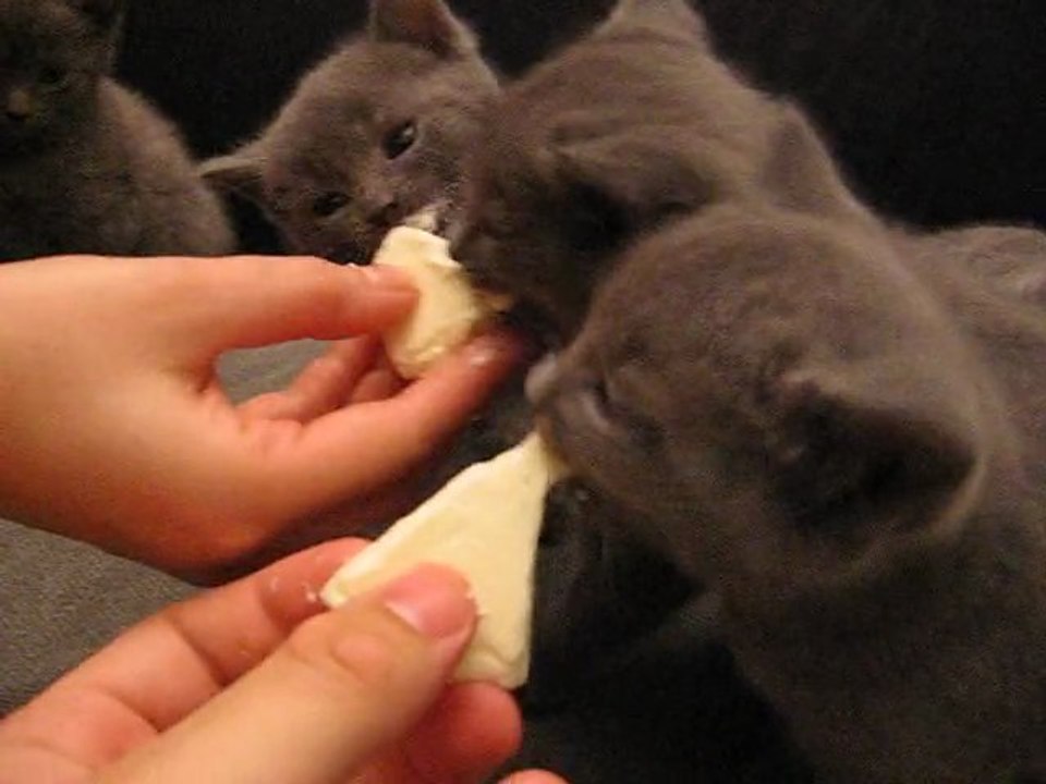 Petite friandise