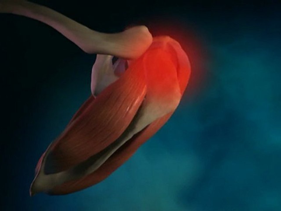 What is the Rotator Cuff? | Chiropractor in Atlanta Ga