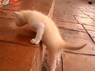 Il gattino non riesce a salire uno scalino