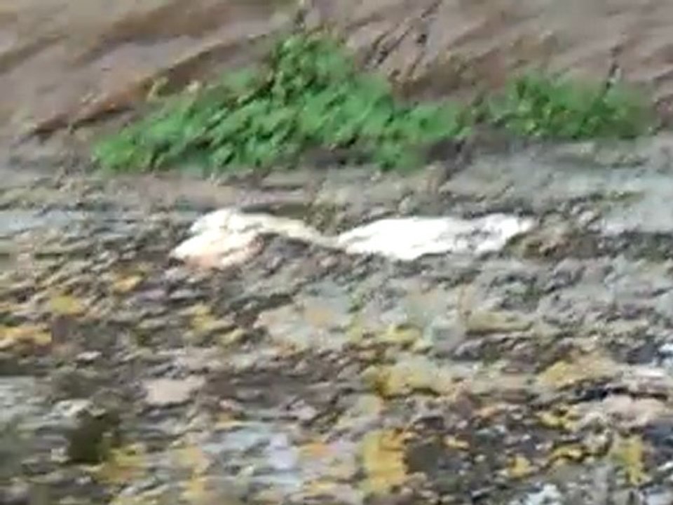 Riviere PEYRIAC-MINERVOIS (2)