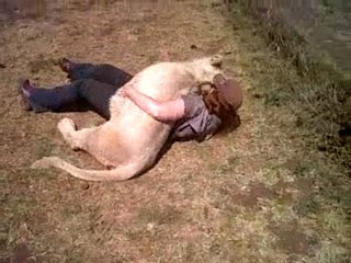 White Lions part of the pride