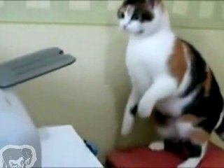 chat vs imprimante