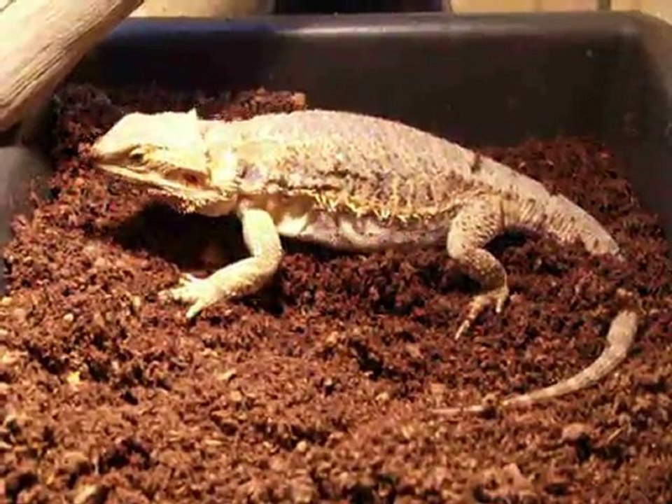 ponte pogona 2011