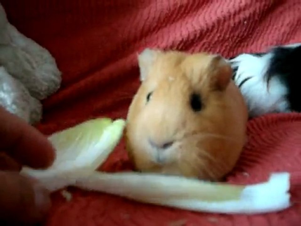 cochon d'inde :  mangeurs d'endives