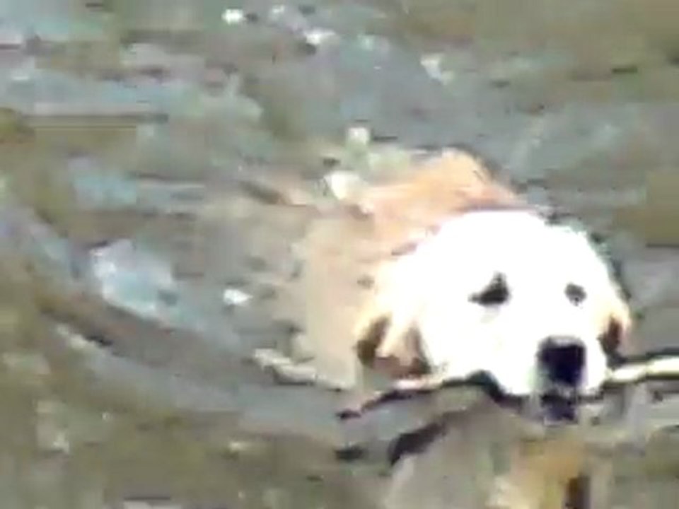 Fidji dans l'eau !