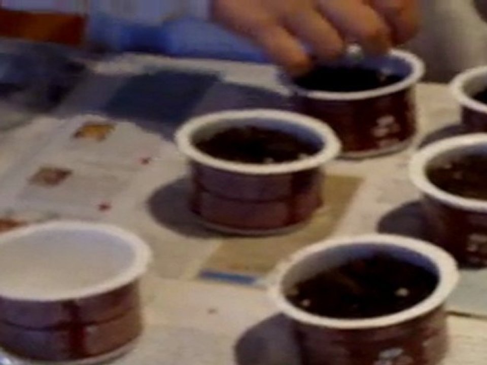 siembra de berenjenas en semilleros