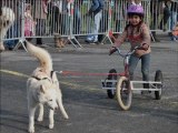 démo chiens traîneau enfants festival animal PONTIVY 2011