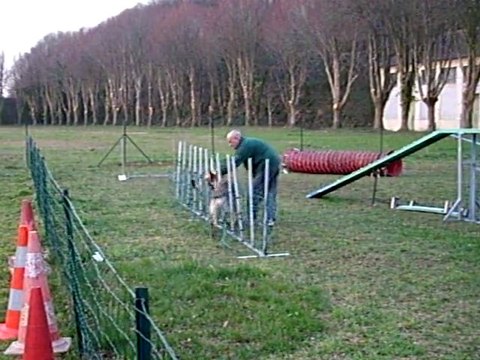 FARO du Domaine de Kilorff à l'agility video 1 Mars 2011
