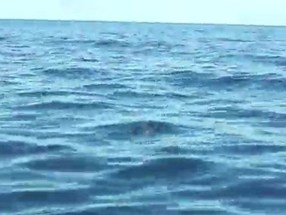 les dauphins !!
