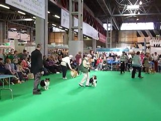 P1010208 Crufts 2011 selection du juge open femelle
