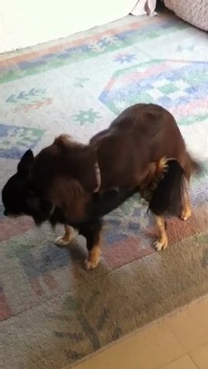 メス犬同士のマウンティング