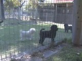 Dog Boarding Kennels Canning Vale Snips & Snoozes WA