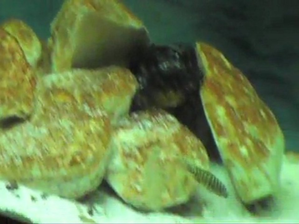 MOV04A