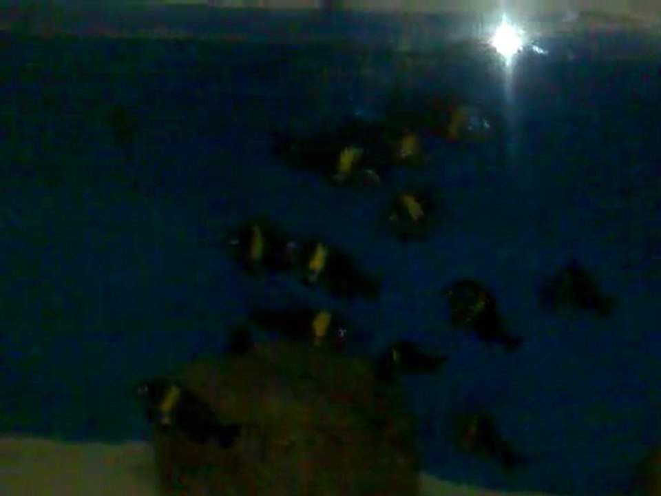 f0 duboisi maswa wild caught ilk görüntüleri