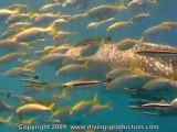 Requin baleine Koh Chang