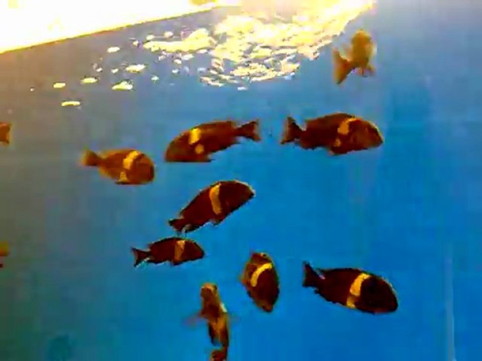 F0 duboisi maswa wild caught tanka ekledikten 10 saat sonra