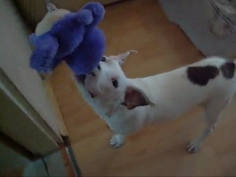 Korba podczas zabawy