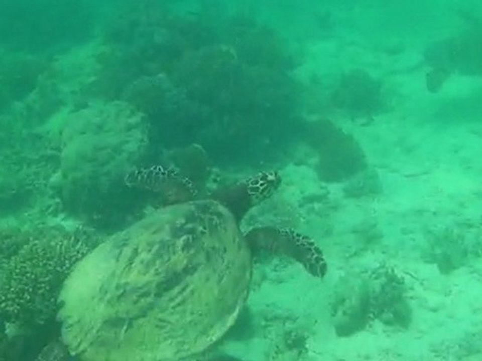 Snorkelling avec les tortues