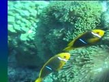 Shark fidding à Bora Bora