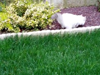 Flamby Chérie 16 mars 20011