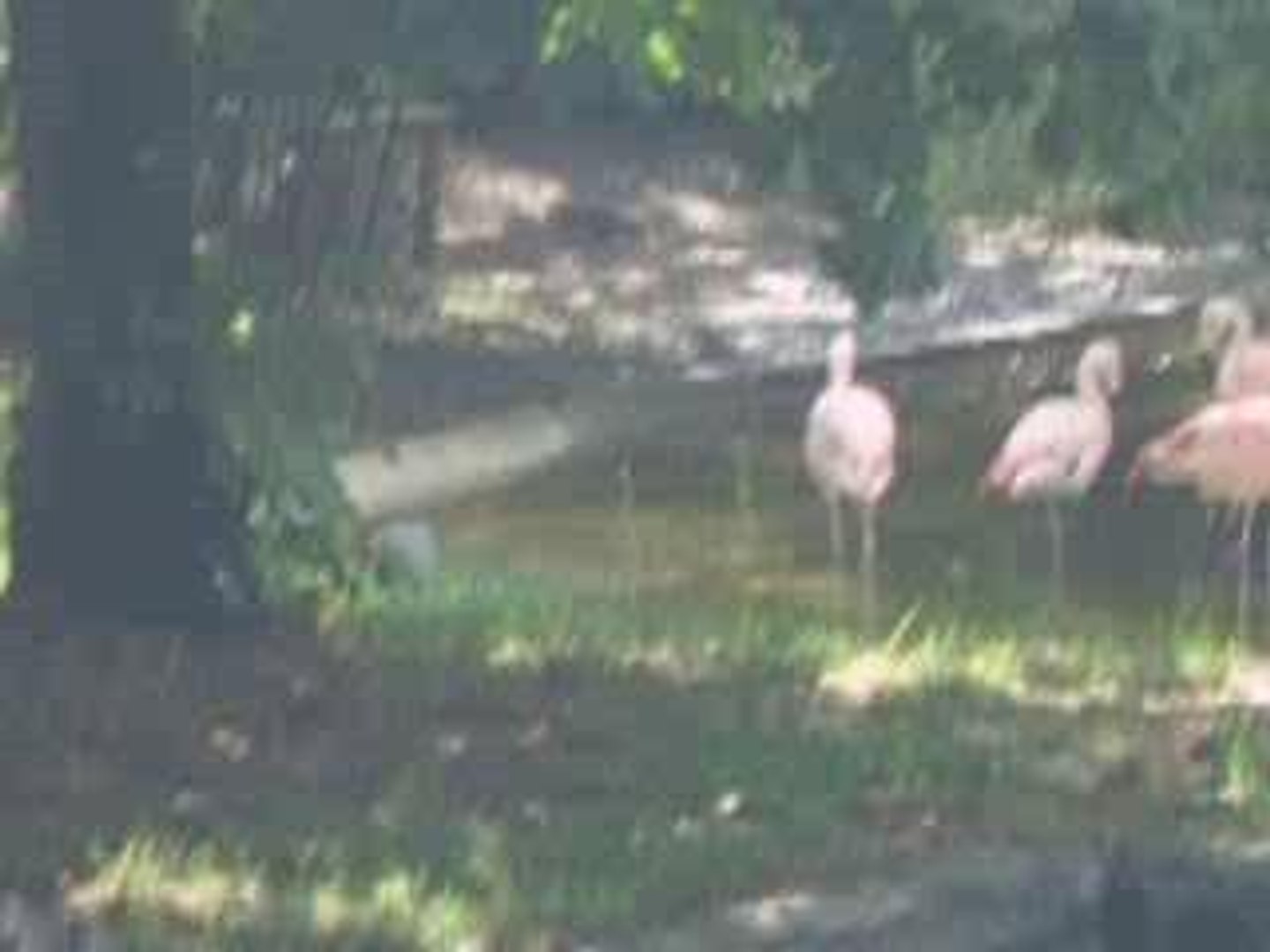 Flamand rose