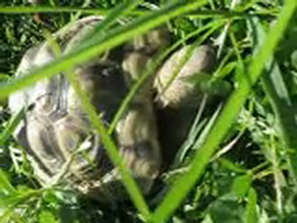 tortues 107