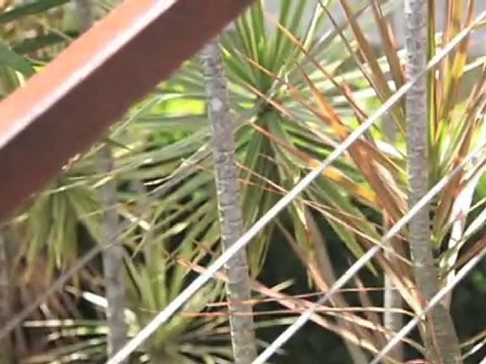Landscape Gardens Camp Hill Green Outlook QLD