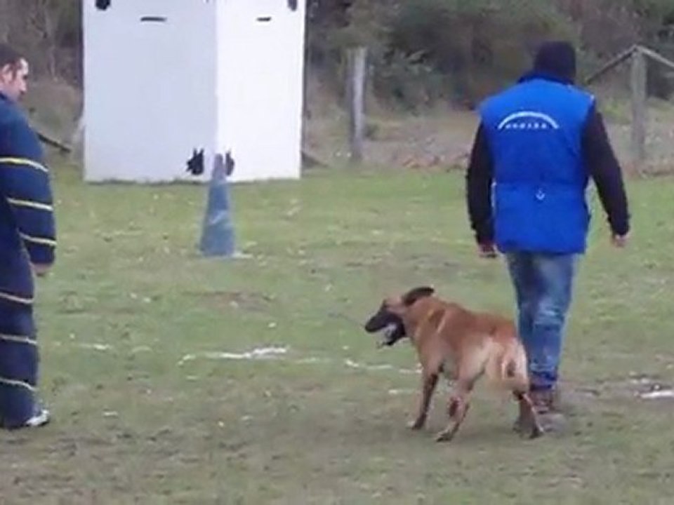 colt au paradis d'orsy défense du maître