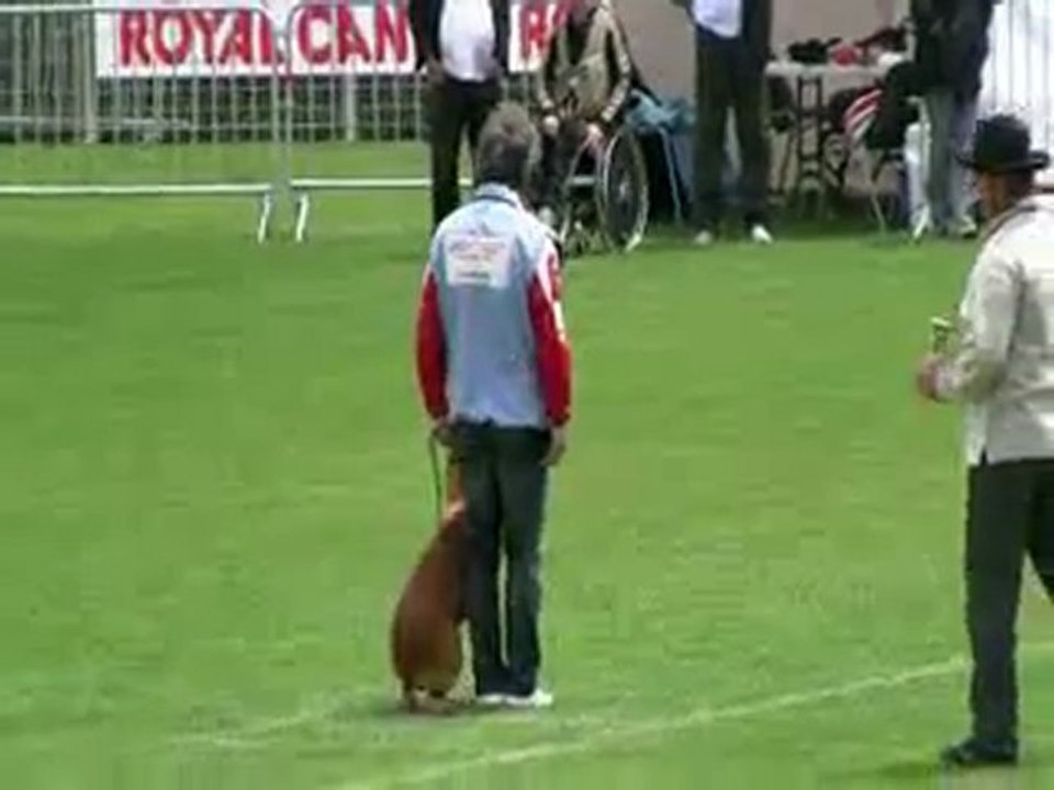 Colt au Paradis d'Orsy, finale Ring 2010 Mauguio