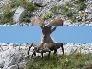 bouquetins massif de la tournette