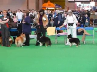 P1010111 crufts