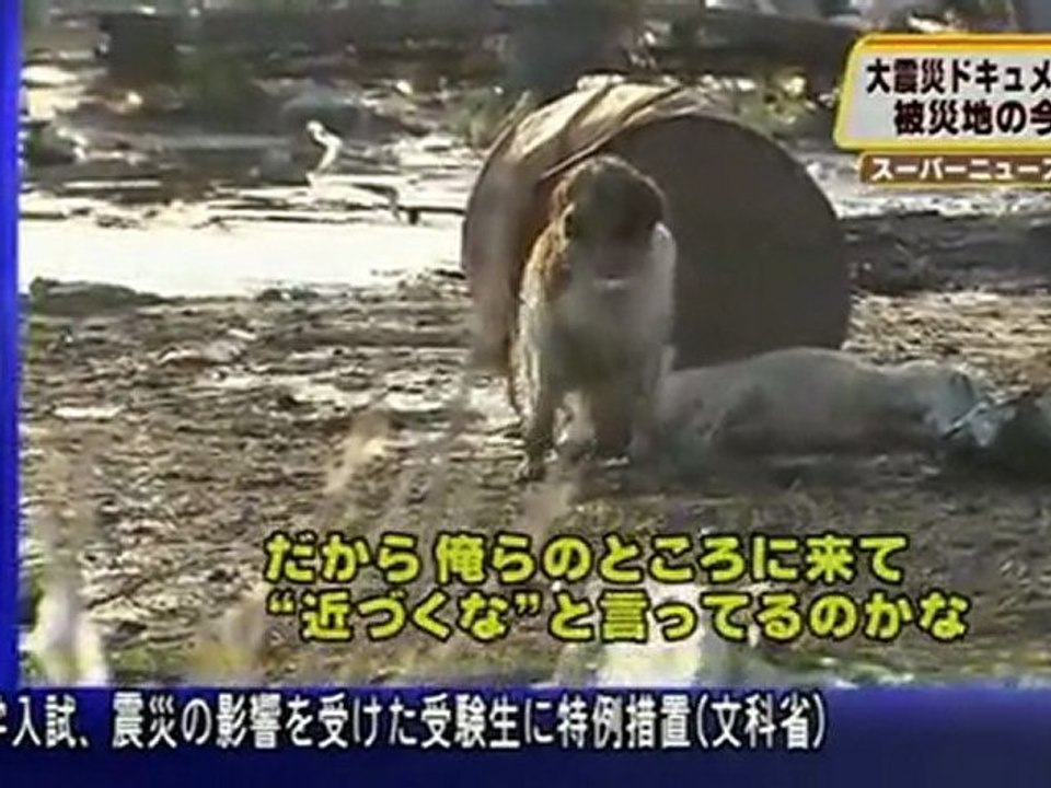 Dog won't leave his wounded friend in Japan
