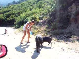 l'attaque des cochons