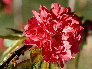 Dünyanın Bütün Çicekleri