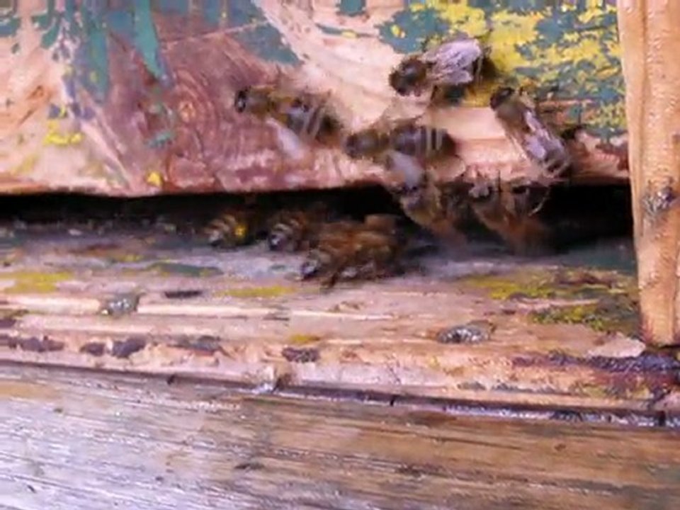 Abeilles et pollen