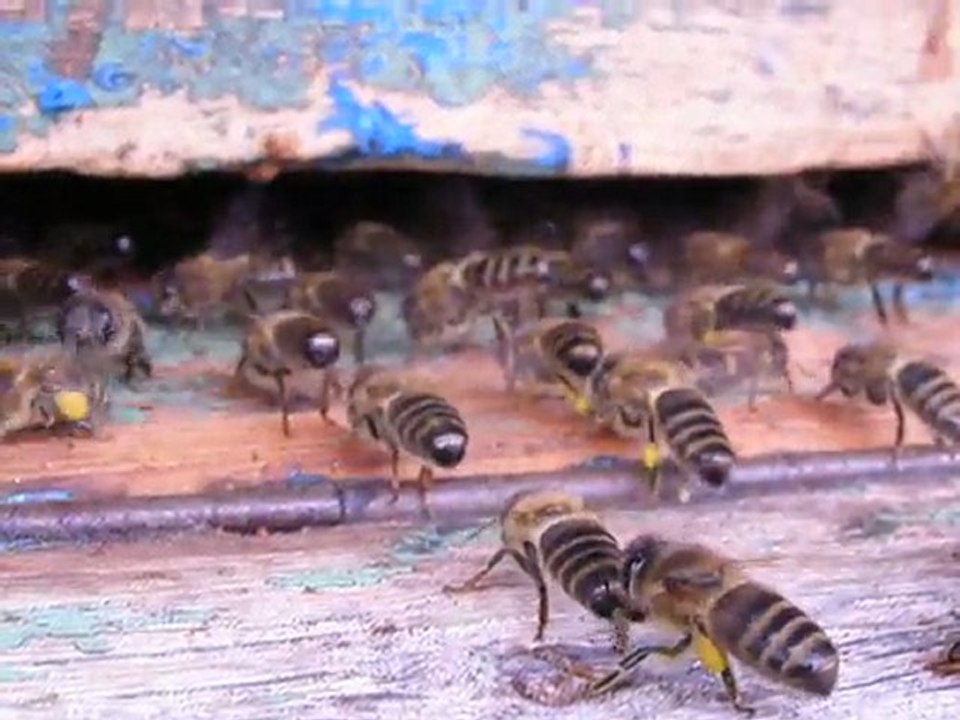 Abeilles ventileuses et pollen
