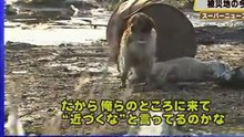 Sad scene from Japan, animals suffer too!