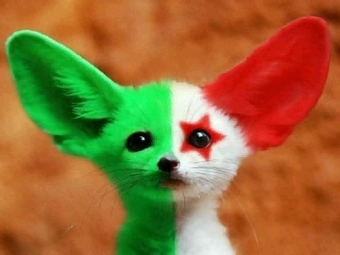 1.2.3 viva l'algerie