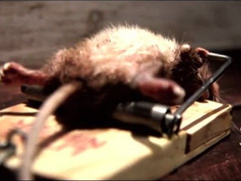 Nolan's Cheddar by John Nolan