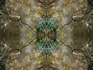 ZOé WHEELING'Z  " into The Magic Tree "