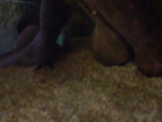 Baston pseudotropheus elongatus chewere vs cynitilapia afra