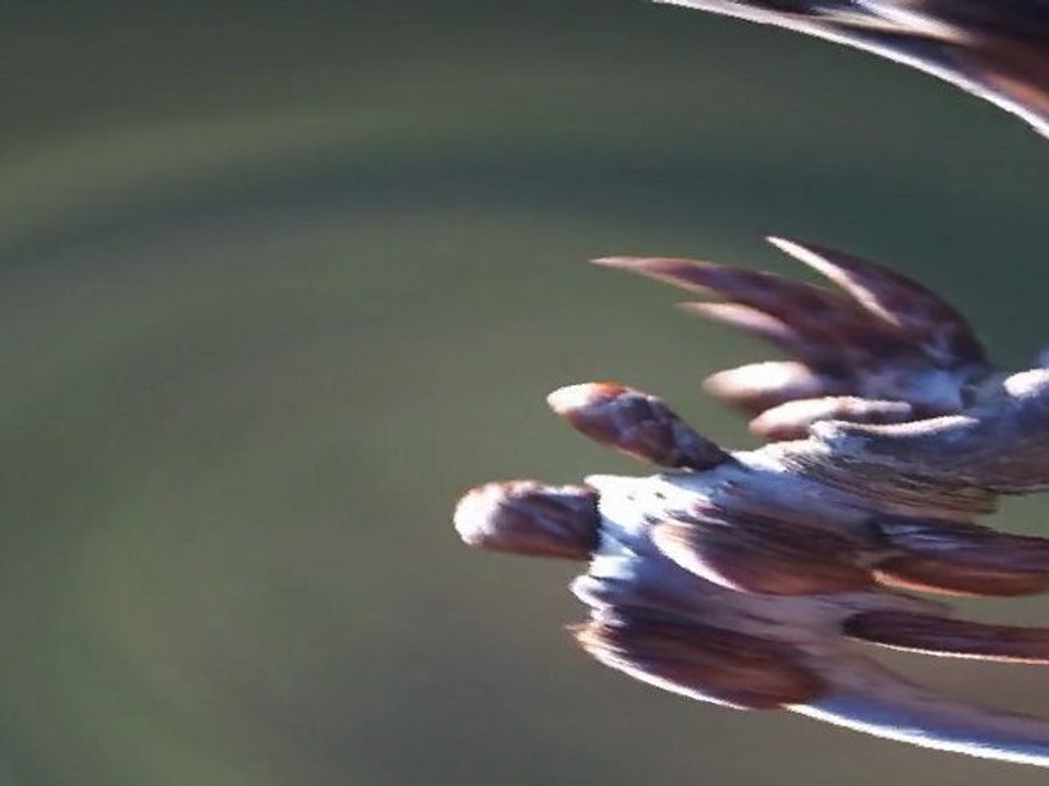 Frühlingserwachen 2011