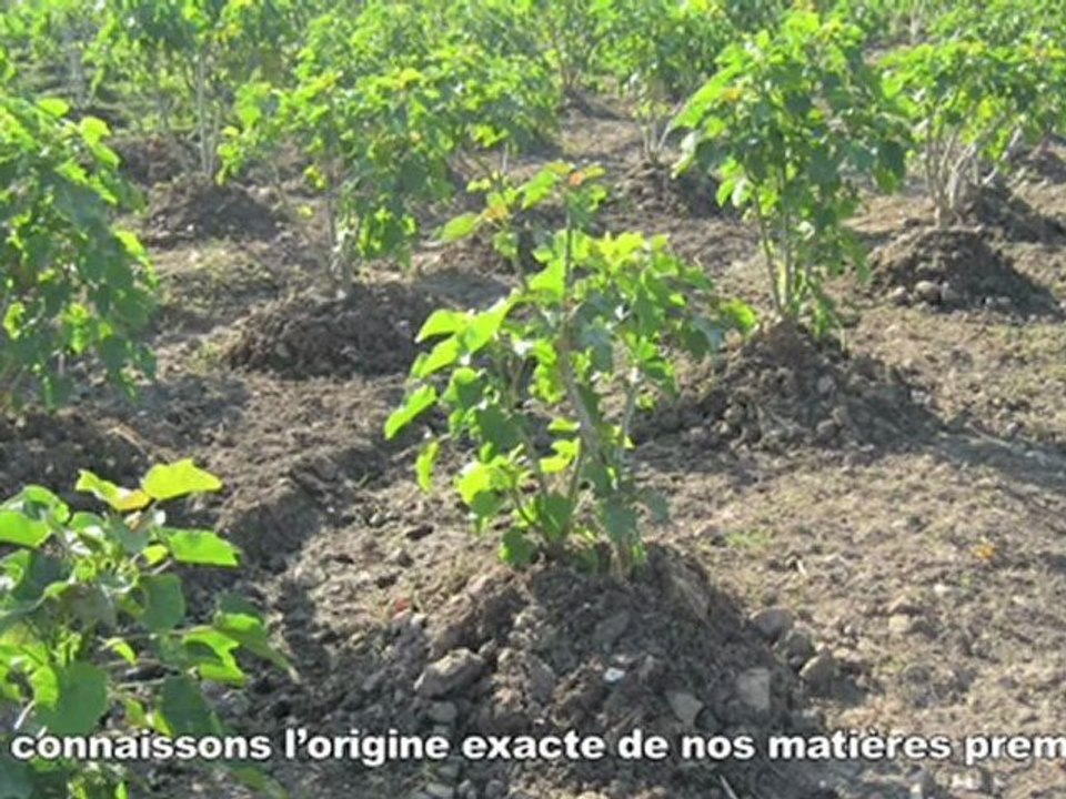 Rouler aux algues, un pari fou ?