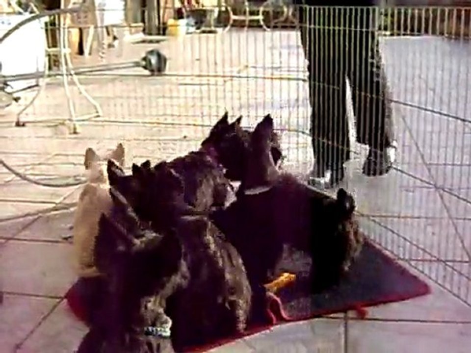 LES SCOTTISH TERRIER DE GLENDERRY