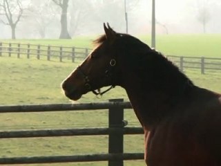 Nidor, en station au Haras du Grand Chesnaie