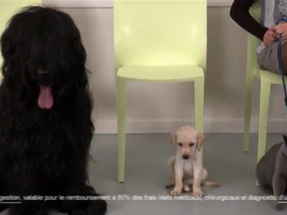 tournage PUB animaux